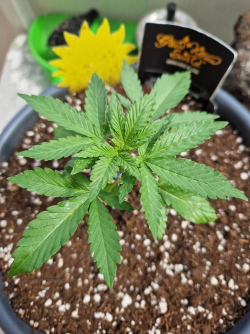 Chemical Candy Auto. Week 4 - 31.05.26 