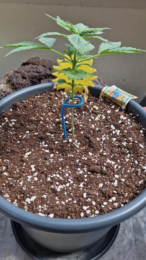 Pineapple Slush XL Auto