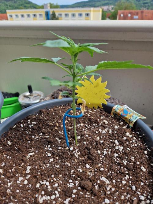 Pineapple Slush XL Auto. Week 4 - 31.05.26