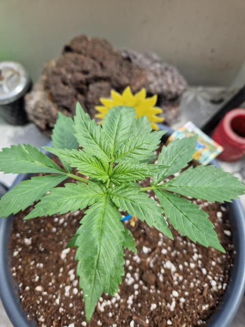Pineapple Slush XL Auto. Week 4 - 31.05.26 