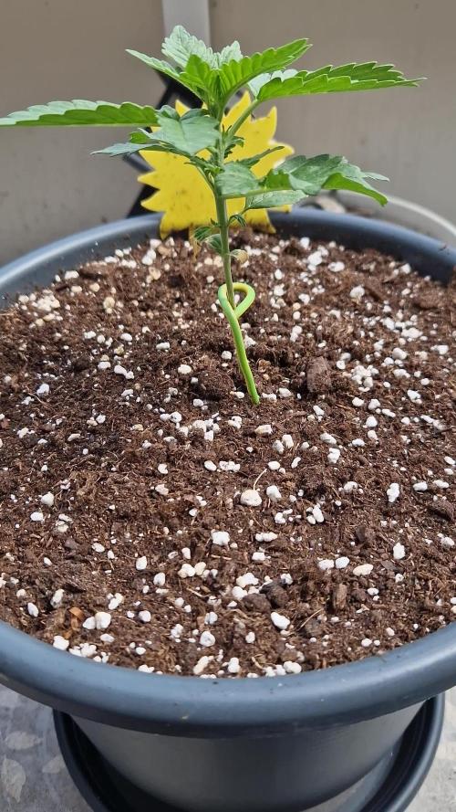 Super Lemon Haze Auto