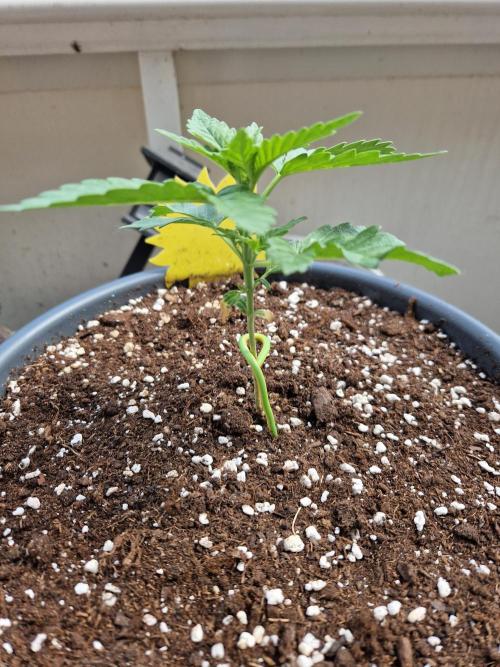 Super Lemon Haze Auto. Week 4 - 31.05.26 