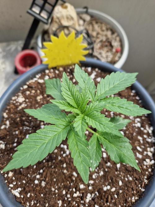 Super Lemon Haze Auto. Week 4 - 31.05.26 