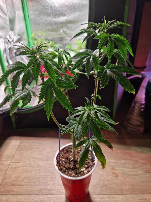 The White Sweet Candy OG One USAGenetics. Week 7