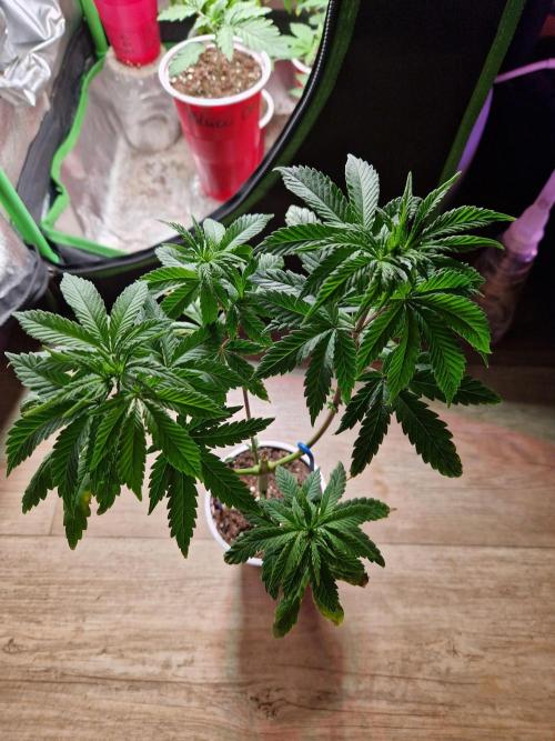 The White Sweet Candy OG One USAGenetics. Week 7
