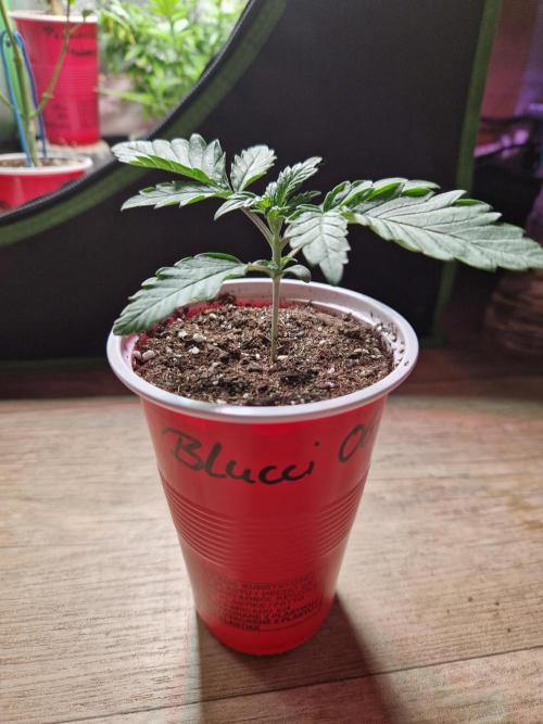 Blucci OG. Week 2 - 31.05.26
