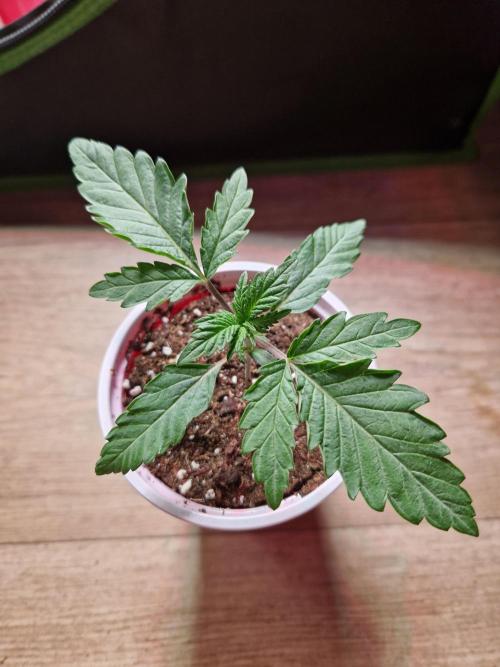Blucci OG. Week 2 - 31.05.26