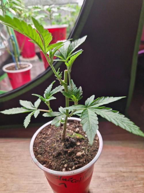 Bluzcotti Vaders Cut (2026). Week 4 - 31.05.26