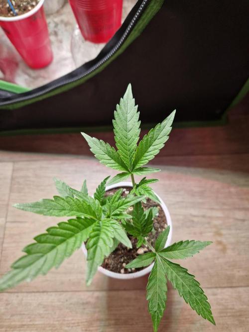 Bluzcotti Vaders Cut (2026). Week 4 - 31.05.26