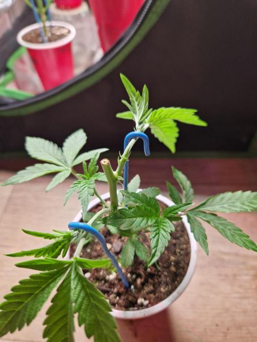 Bluzcotti Vaders Cut (2026). Week 4 - 31.05.26