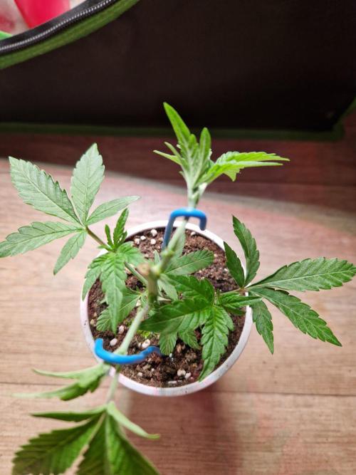 Bluzcotti Vaders Cut (2026). Week 4 - 31.05.26 