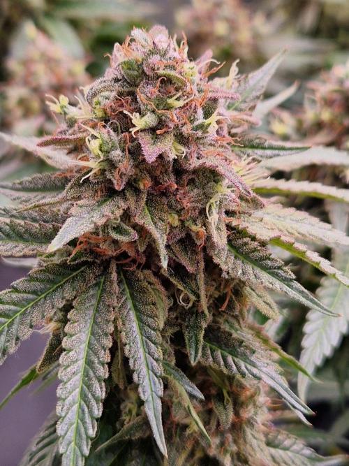 Epic Buzz. Week 17