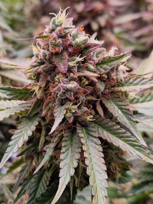 Epic Buzz. Week 17