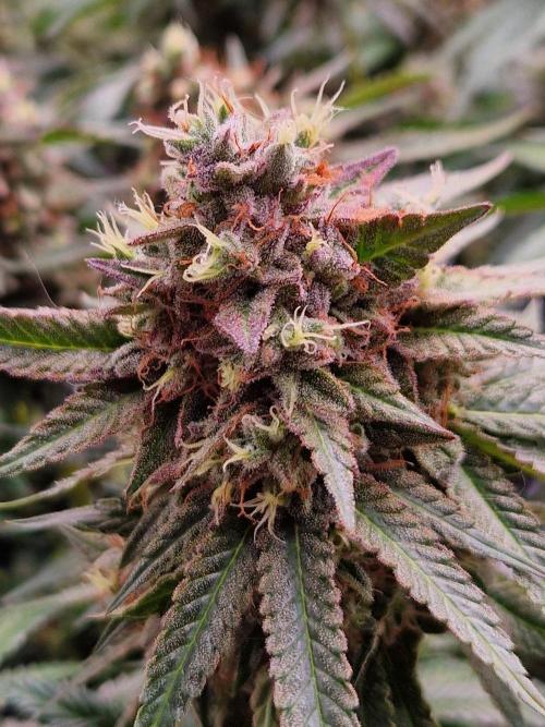 Epic Buzz. Week 17