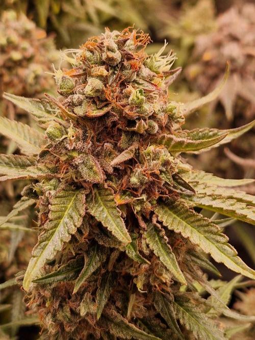 Epic Buzz. Week 17