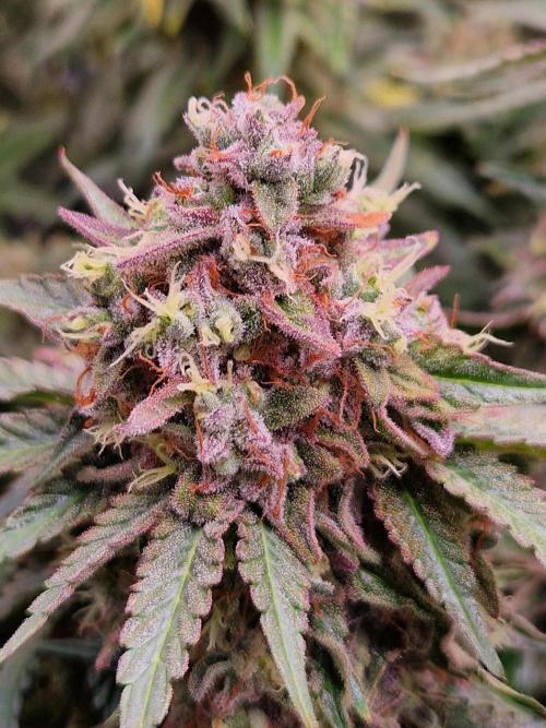 Epic Buzz. Week 17