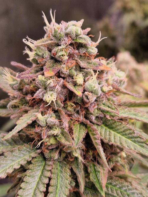Epic Buzz. Week 17