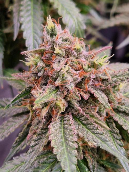 Epic Buzz. Week 17