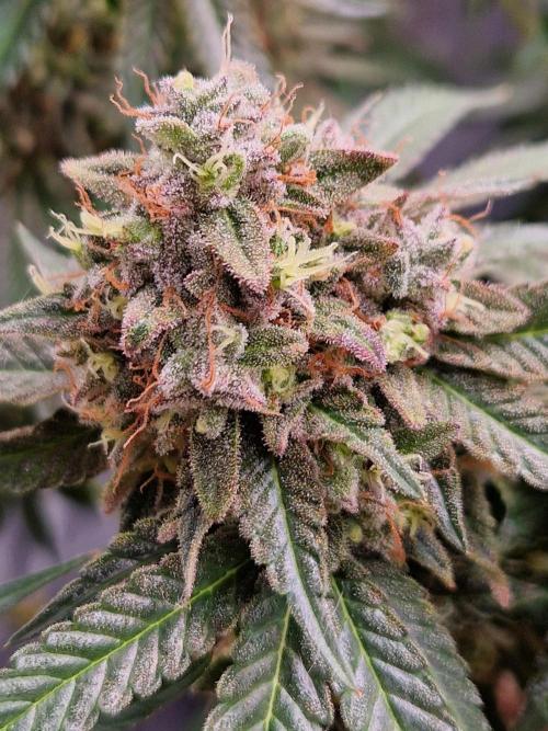 Epic Buzz. Week 17