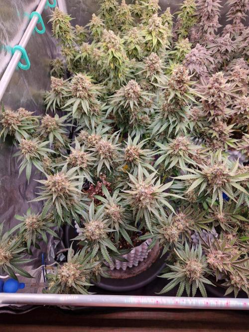 Epic Buzz. Week 17