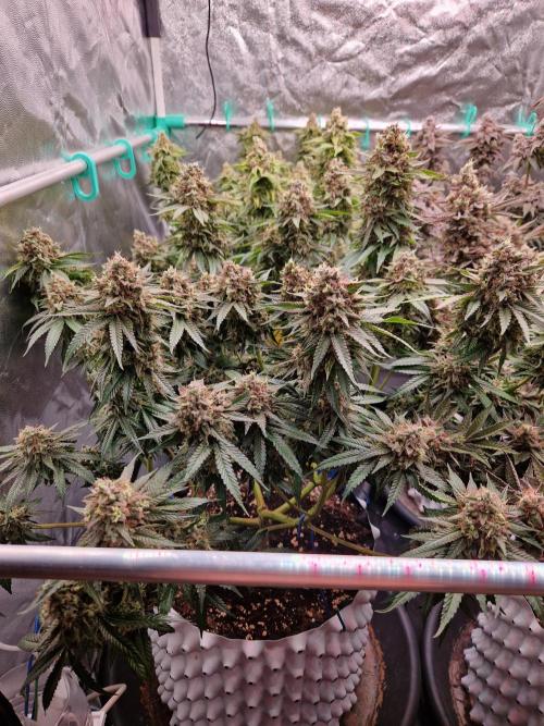 Epic Buzz. Week 17
