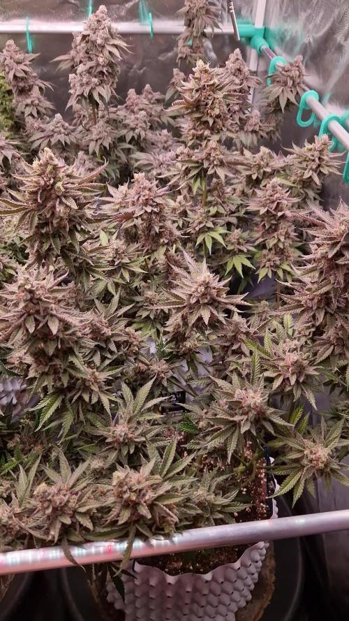 Hawaiian Rainbows