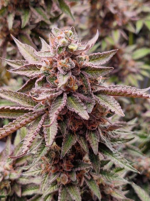Hawaiian Rainbows. Week 18