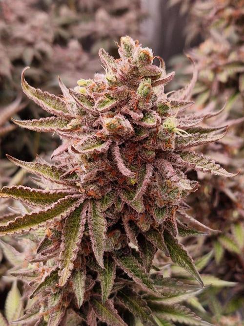 Hawaiian Rainbows. Week 18