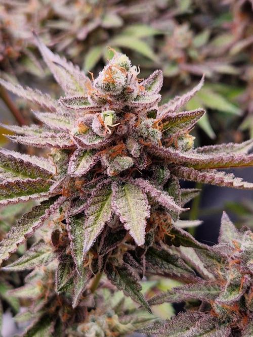 Hawaiian Rainbows. Week 18