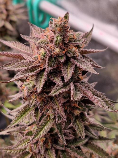 Hawaiian Rainbows. Week 18