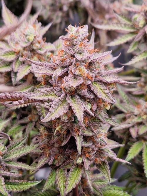 Hawaiian Rainbows. Week 18