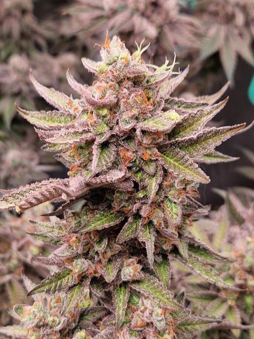 Hawaiian Rainbows. Week 18