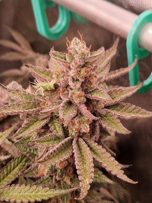 Hawaiian Rainbows. Week 18