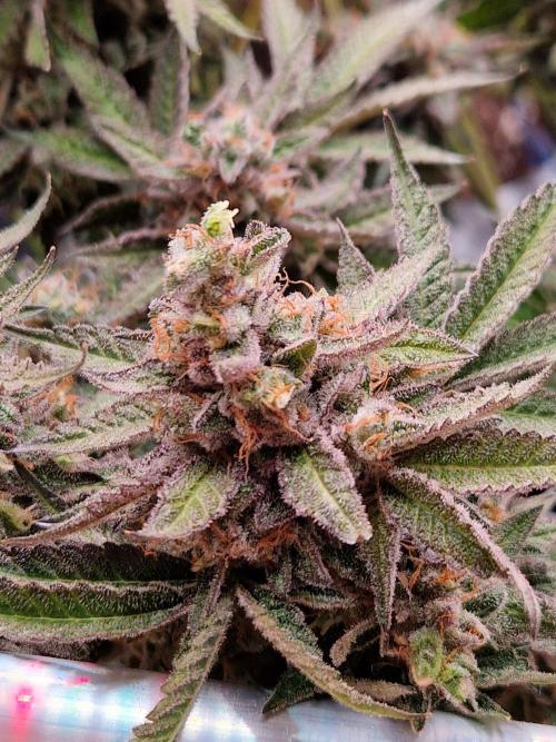 Hawaiian Rainbows. Week 18