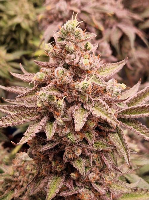 Hawaiian Rainbows. Week 18
