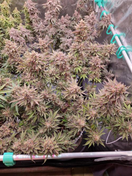 Hawaiian Rainbows. Week 18