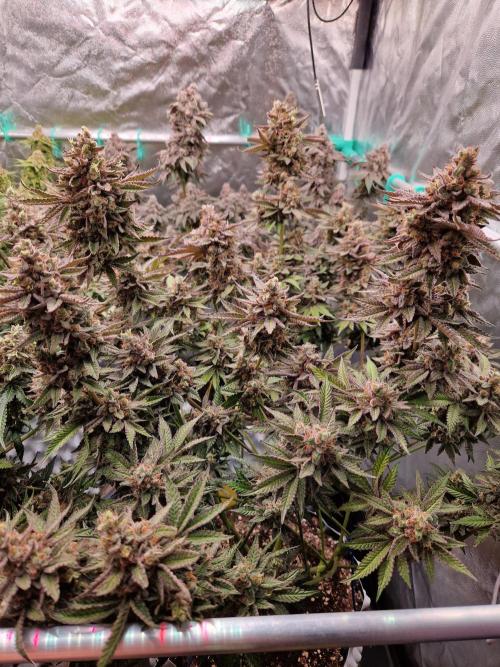 Hawaiian Rainbows. Week 18