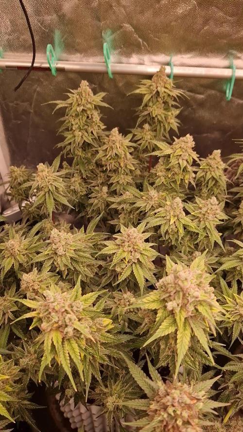 Pink Poochie Vaders Cut
