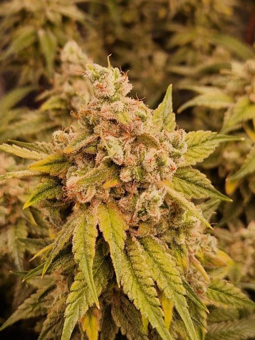 Pink Poochie Vaders Cut. Week 19