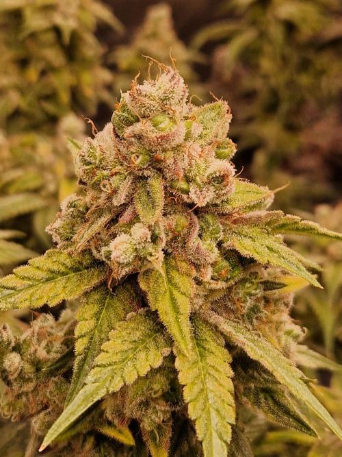 Pink Poochie Vaders Cut. Week 19