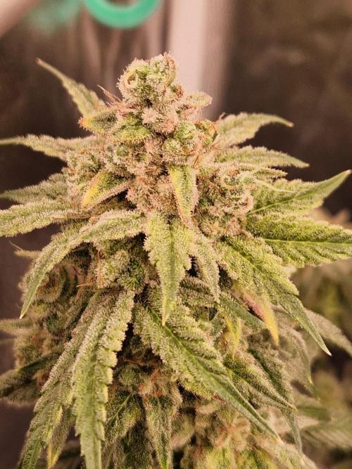 Pink Poochie Vaders Cut. Week 19