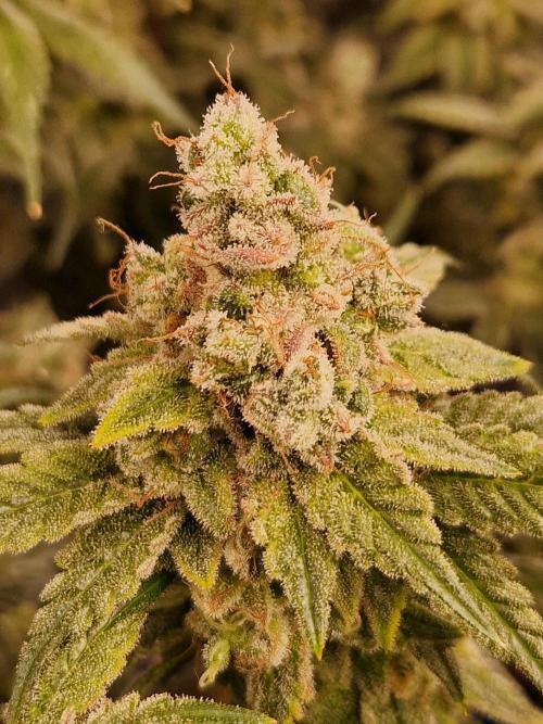 Pink Poochie Vaders Cut. Week 19