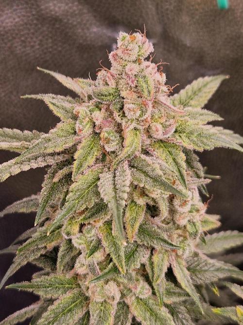 Pink Poochie Vaders Cut. Week 19