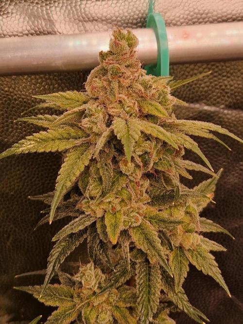 Pink Poochie Vaders Cut. Week 19