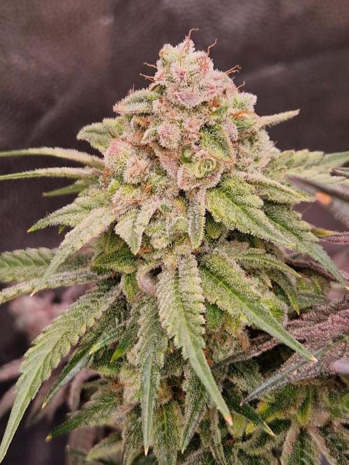 Pink Poochie Vaders Cut. Week 19