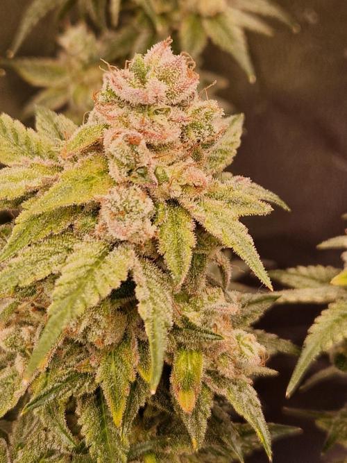 Pink Poochie Vaders Cut. Week 19