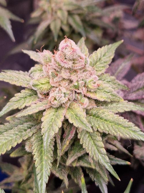 Pink Poochie Vaders Cut. Week 19