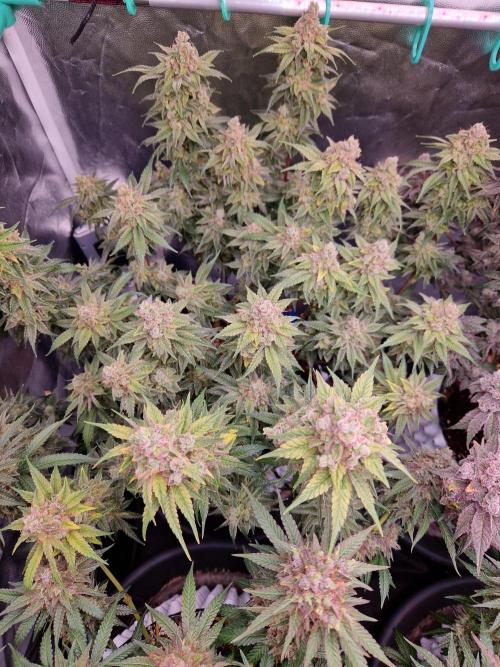Pink Poochie Vaders Cut. Week 19