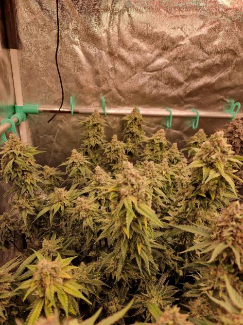 Pink Poochie Vaders Cut. Week 19
