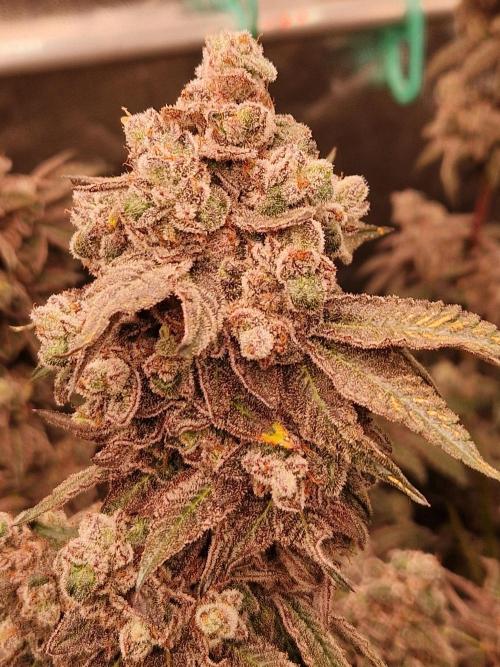 Punch Pie. Week 18